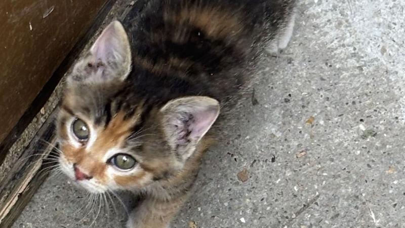 Kis cicaszívek reszketnek a jobb jövő álmaiban, ám az idő kegyetlenül ellenük fordul.