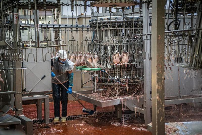 A vágóhídi munka rejtett árnyoldalai: a kiszolgáltatottság, a folyamatos veszélyeztetettség és a mentális jólétet sújtó problémák.