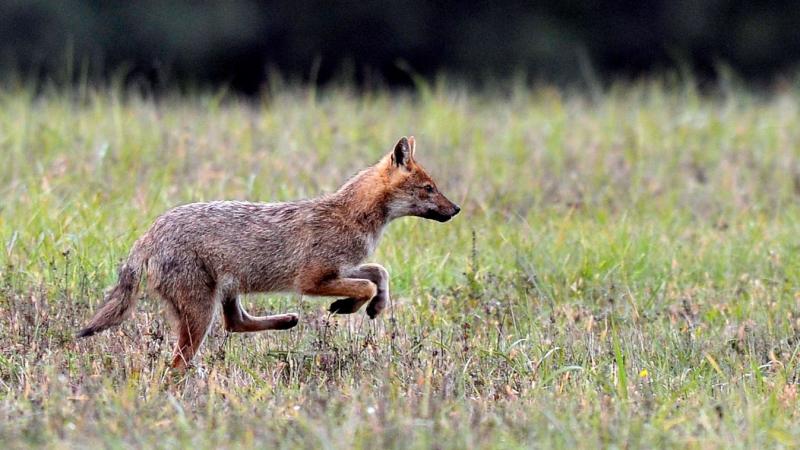 Fokozottan veszélyes ragadozó faj jelent meg hazánk területén, melyet korábban már kihaltnak könyveltek el. A jelenségről részletes videót is készítettünk.