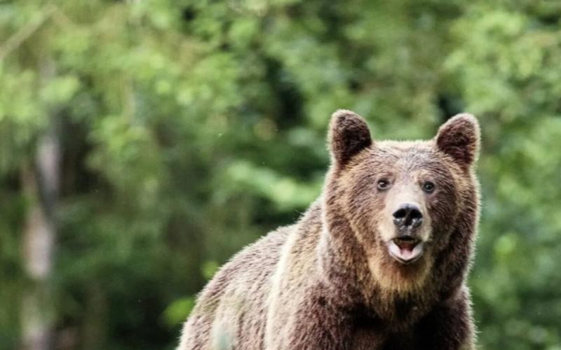 Egy fiatal család életét felforgatta egy váratlan esemény: egy medve zörgetett be hozzájuk. Azóta a gyerekek álmatlan éjszakákat töltenek, szorongva emlékezve a találkozásra.