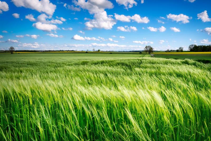 A mesterséges intelligencia forradalmasíthatja a magyar mezőgazdaságot, lehetőséget teremtve ezzel az idő- és költséghatékonyság növelésére. Az innovatív technológiák alkalmazásával a gazdálkodók optimalizálhatják termelési folyamataikat, így nemcsak a mu