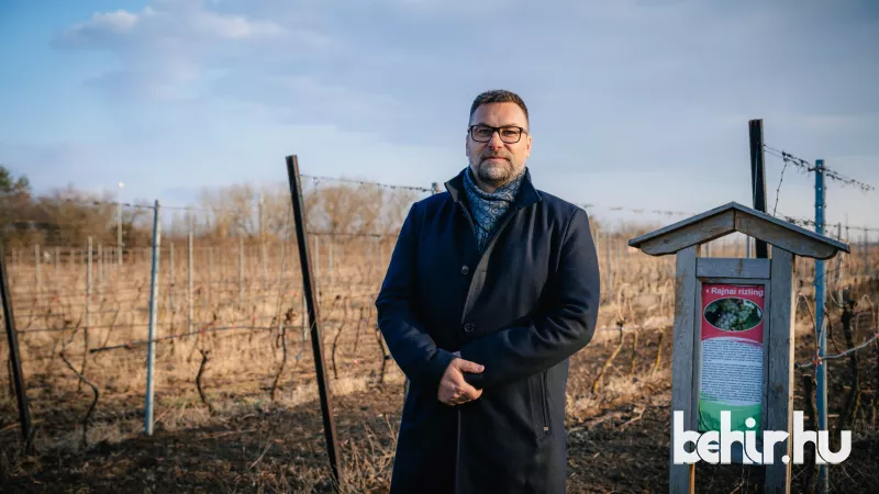 Zöld önkormányzat: 2500 szőlővessző új otthonra lelt!