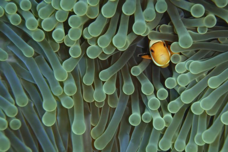 Némó fajának elvesztése: Egy figyelmeztető jel a természet világából | National Geographic